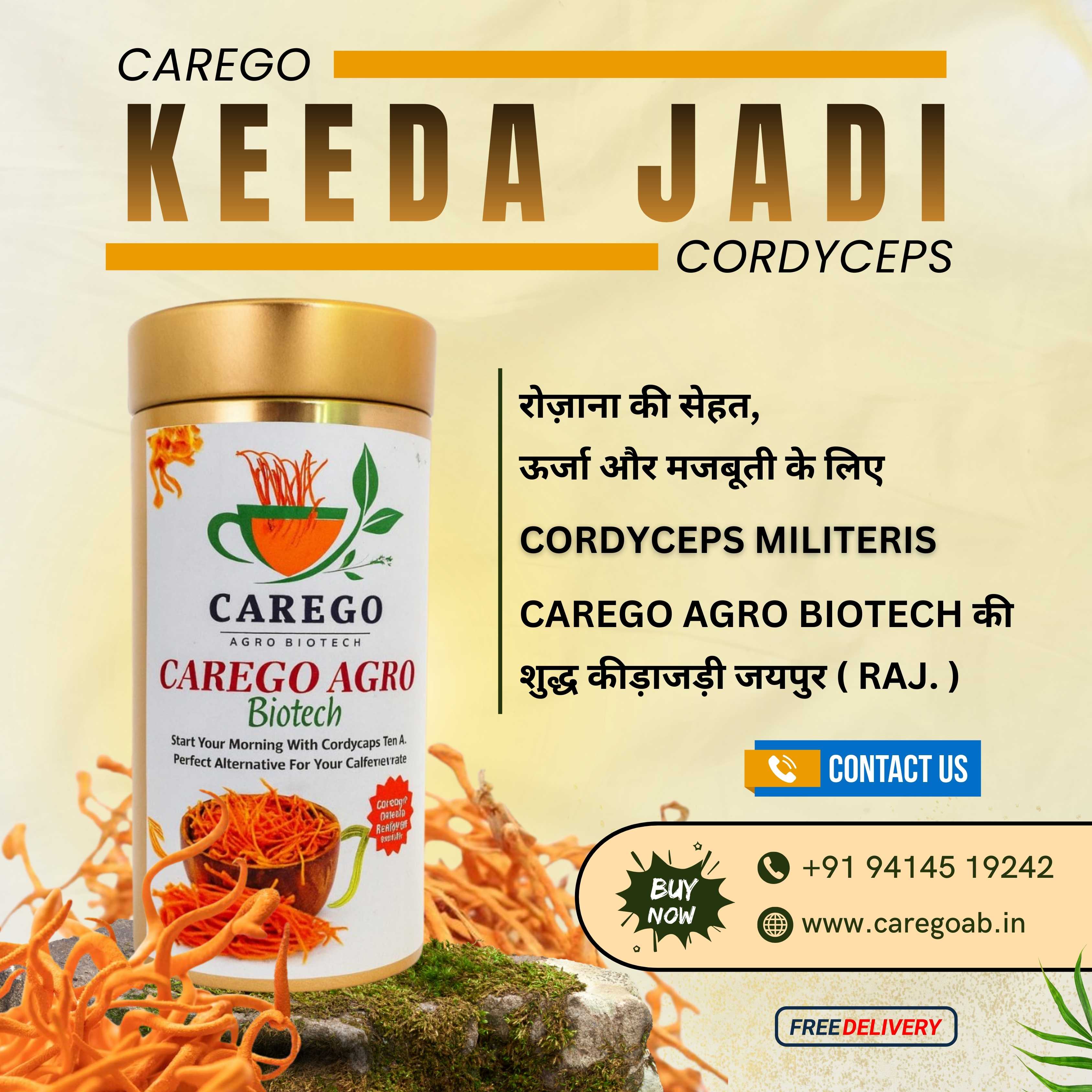 Keedajadi Carego Agro Biotech | Keedajadi Cordyceps Militaris